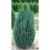 Oregoni hamisciprus Chamaecyparis lawsoniana Ellwoodii C2