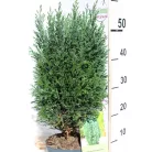 Oregoni hamisciprus Chamaecyparis lawsoniana Ellwoodii C2