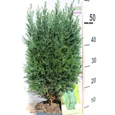 Oregoni hamisciprus Chamaecyparis lawsoniana Ellwoodii C2