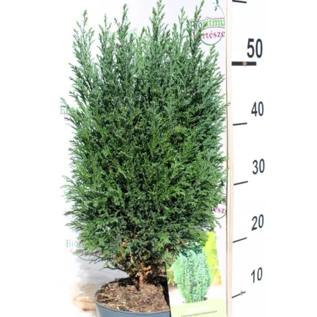Oregoni hamisciprus Chamaecyparis lawsoniana Ellwoodii C2