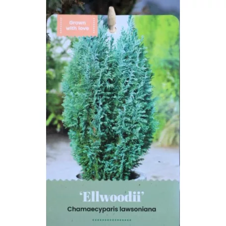 Oregoni hamisciprus Chamaecyparis lawsoniana Ellwoodii C2