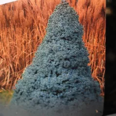   Kék színű cukorsüvegfenyő Picea glauca Sander's Blue C3