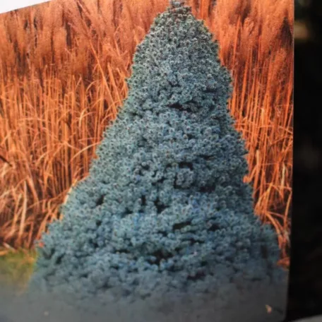Kék színű cukorsüvegfenyő Picea glauca Sander's Blue C3