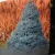 Kék színű cukorsüvegfenyő Picea glauca Sander's Blue C3