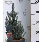 Kék színű cukorsüvegfenyő Picea glauca Sander's Blue C3