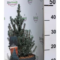   Kék színű cukorsüvegfenyő Picea glauca Sander's Blue C3