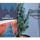 Kék színű cukorsüvegfenyő Picea glauca Sander's Blue C3