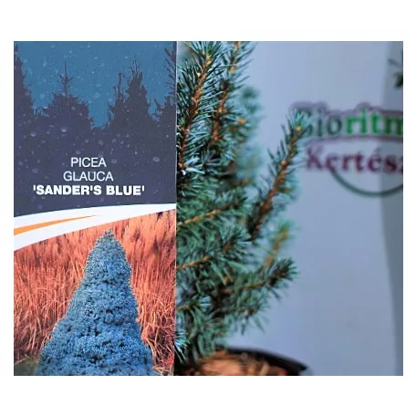 Kék színű cukorsüvegfenyő Picea glauca Sander's Blue C3