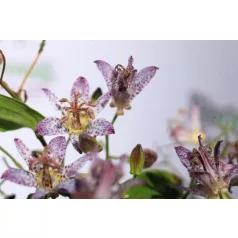 Borzas púpliliom Tricyrtis formosana Pink Freckles C3