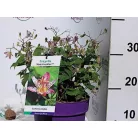 Borzas púpliliom Tricyrtis formosana Pink Freckles C3