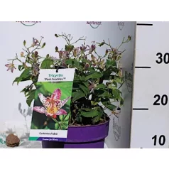 Borzas púpliliom Tricyrtis formosana Pink Freckles C3