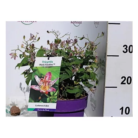 Borzas púpliliom Tricyrtis formosana Pink Freckles C3