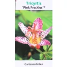 Borzas púpliliom Tricyrtis formosana Pink Freckles C3