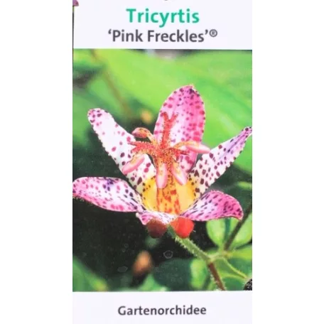 Borzas púpliliom Tricyrtis formosana Pink Freckles C3