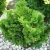 Kagylós álciprus (Törpe japán hamisciprus / Hinoki hamisciprus) Chamaecyparis obt. Nana Gracilis C3