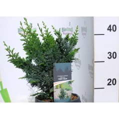 Törpe hamisciprus Chamaecyparis pisifera Teddy Bear C3