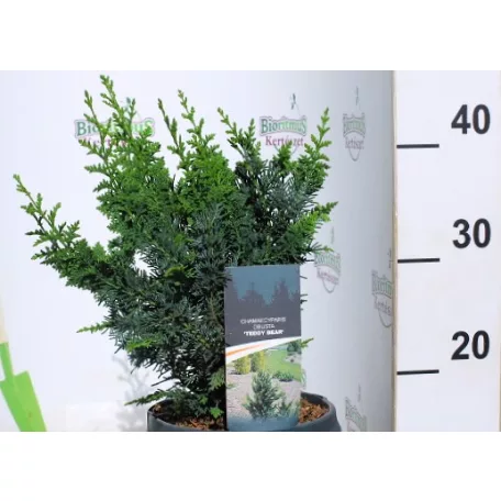 Törpe hamisciprus Chamaecyparis pisifera Teddy Bear C3
