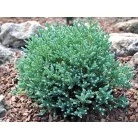 Mocsári álciprus Chamaecyparis thyoides Blue Rock C3