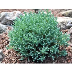 Mocsári álciprus Chamaecyparis thyoides Blue Rock C3