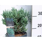 Mocsári álciprus Chamaecyparis thyoides Blue Rock C3
