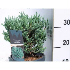 Mocsári álciprus Chamaecyparis thyoides Blue Rock C3