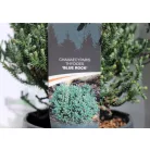 Mocsári álciprus Chamaecyparis thyoides Blue Rock C3
