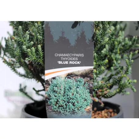 Mocsári álciprus Chamaecyparis thyoides Blue Rock C3