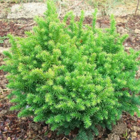 Japán ciprus / Szugifenyő Cryptomeria japonica Vilmoriniana C3