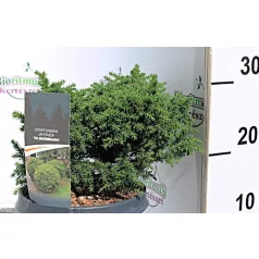   Japán ciprus / Szugifenyő Cryptomeria japonica Vilmoriniana C3