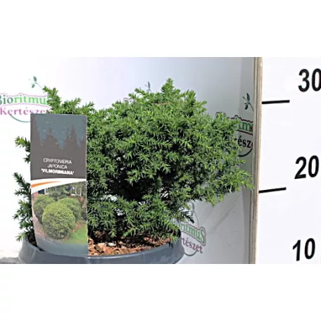 Japán ciprus / Szugifenyő Cryptomeria japonica Vilmoriniana C3