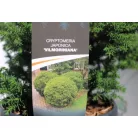 Japán ciprus / Szugifenyő Cryptomeria japonica Vilmoriniana C3