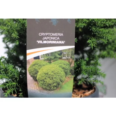 Japán ciprus / Szugifenyő Cryptomeria japonica Vilmoriniana C3