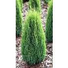 Oszlopos törpe boróka Juniperus communis Compressa C3