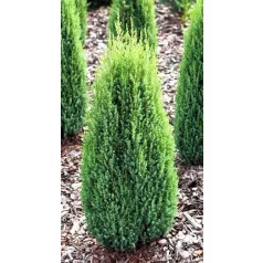 Oszlopos törpe boróka Juniperus communis Compressa C3