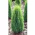 Oszlopos törpe boróka Juniperus communis Compressa C3