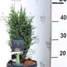 Oszlopos törpe boróka Juniperus communis Compressa C3