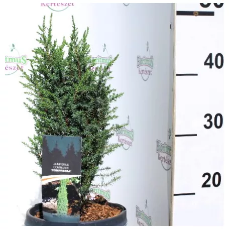 Oszlopos törpe boróka Juniperus communis Compressa C3