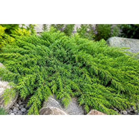 Közönséges terülő boróka Juniperus communis Green Carpet C3