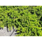 Közönséges terülő boróka Juniperus communis Lemon Carpet C3
