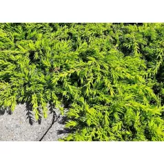   Közönséges terülő boróka Juniperus communis Lemon Carpet C3