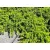 Közönséges terülő boróka Juniperus communis Lemon Carpet C3