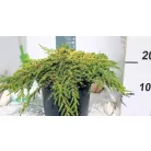 Közönséges terülő boróka Juniperus communis Lemon Carpet C3