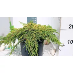   Közönséges terülő boróka Juniperus communis Lemon Carpet C3