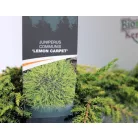 Közönséges terülő boróka Juniperus communis Lemon Carpet C3