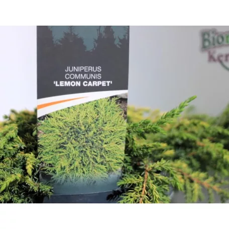 Közönséges terülő boróka Juniperus communis Lemon Carpet C3