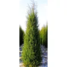Közönséges oszlopos boróka Juniperus communis Suecica C3