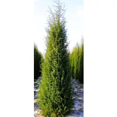 Közönséges oszlopos boróka Juniperus communis Suecica C3