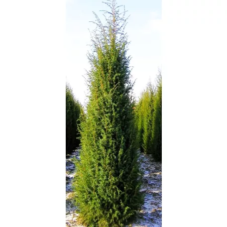 Közönséges oszlopos boróka Juniperus communis Suecica C3