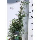 Közönséges oszlopos boróka Juniperus communis Suecica C3