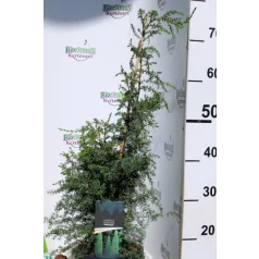 Közönséges oszlopos boróka Juniperus communis Suecica C3